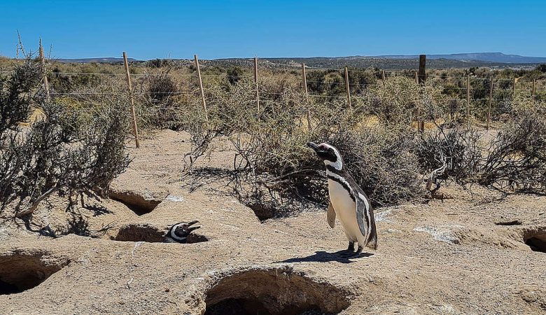 Hoy se conoce la condena por la causa de daño al ambiente y maltrato a los pingüinos en Punta Clara